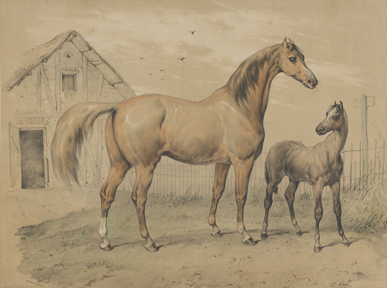 Tamma ja varsa, 1800-luku. tekijältä Victor Adam
