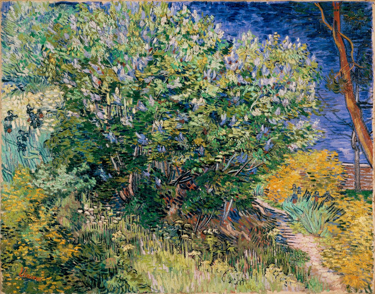 Lila Bush (Lila) tekijältä Vincent van Gogh