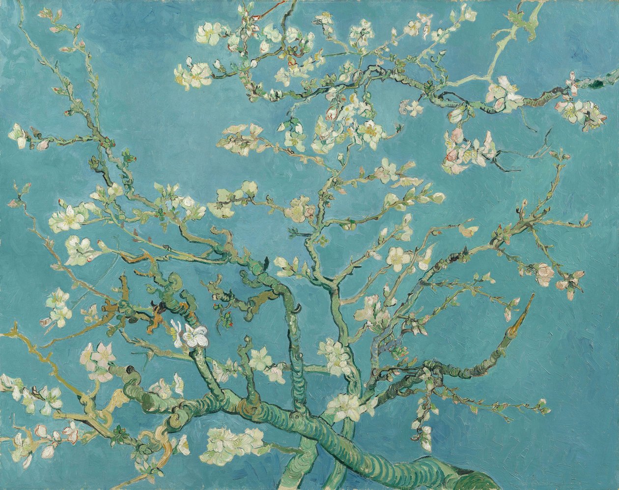 Mantelin kukka tekijältä Vincent van Gogh