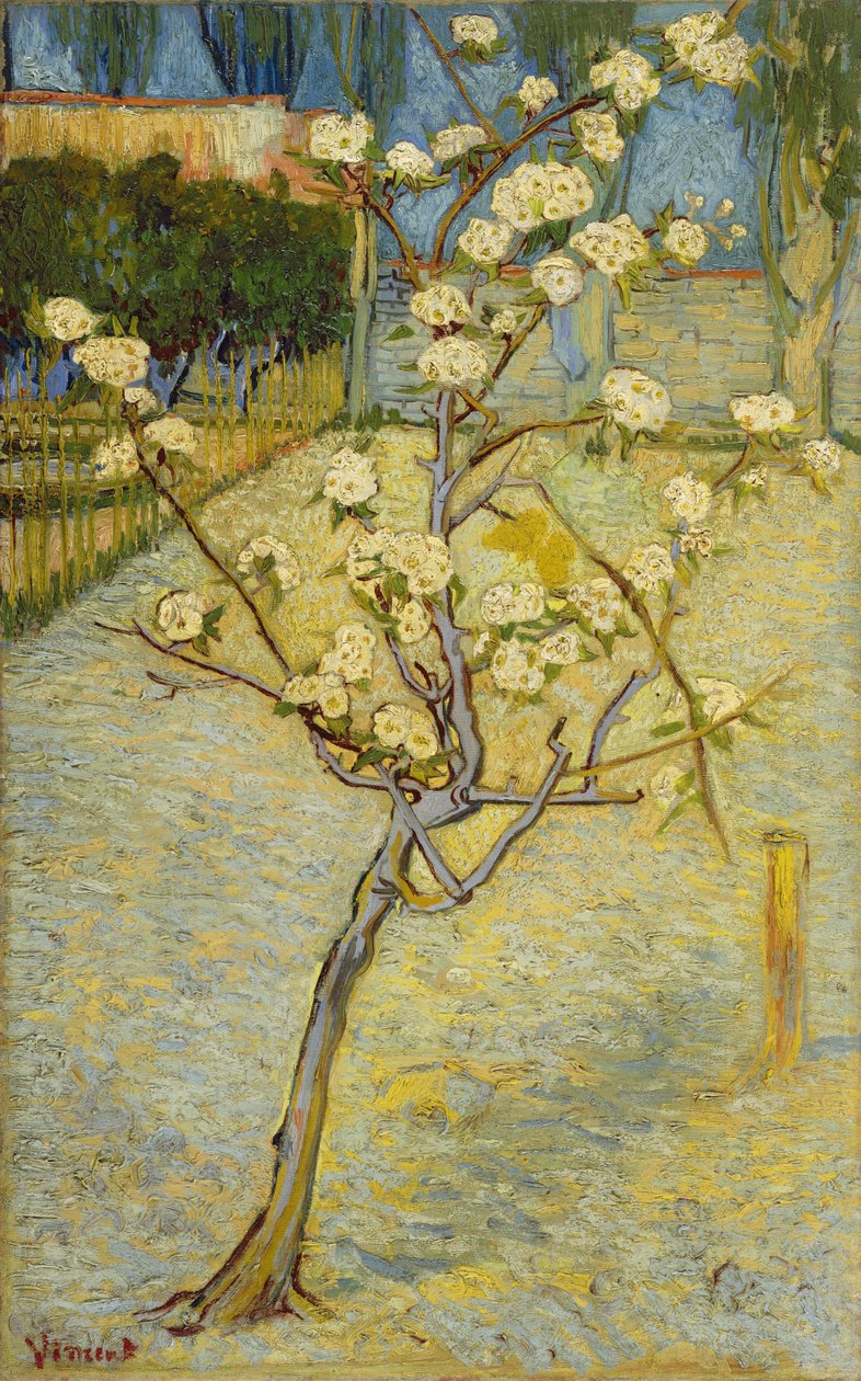 Kukkiva päärynäpuu tekijältä Vincent van Gogh