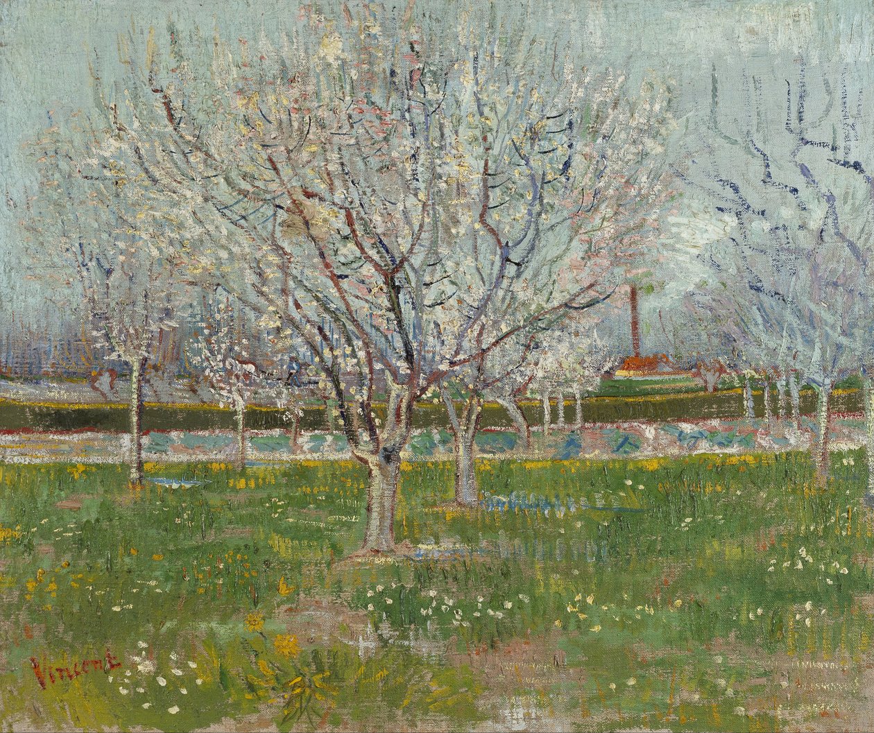 Hedelmätarha kukassa (luumupuita) tekijältä Vincent van Gogh