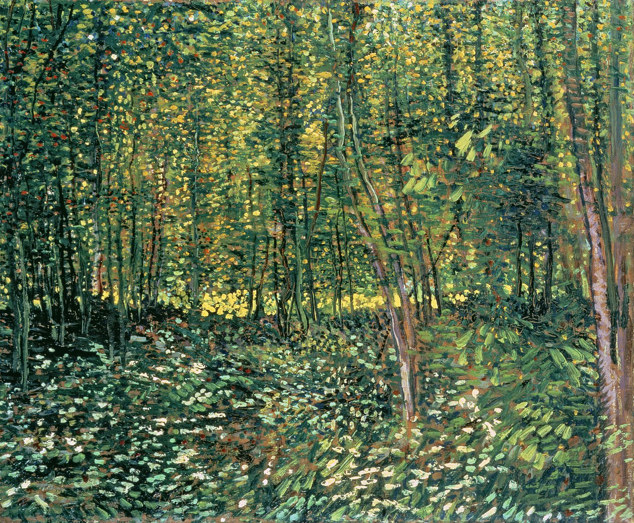 Puut ja aluskasvillisuus, 1887 tekijältä Vincent van Gogh