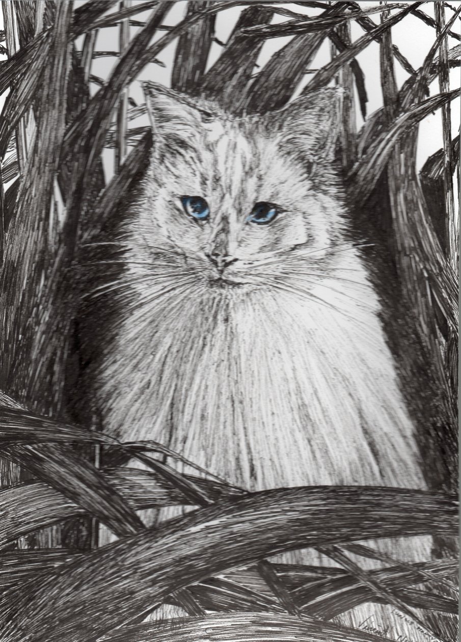 Jungle Monty, 2015, (muste paperille) tekijältä Vincent Alexander Booth