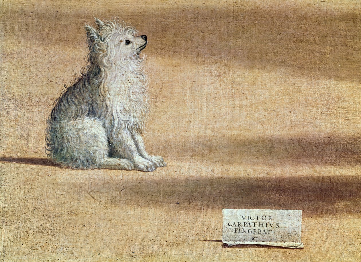 Pyhän Augustinuksen visio, yksityiskohta koirasta, 1502-08 tekijältä Vittore Carpaccio