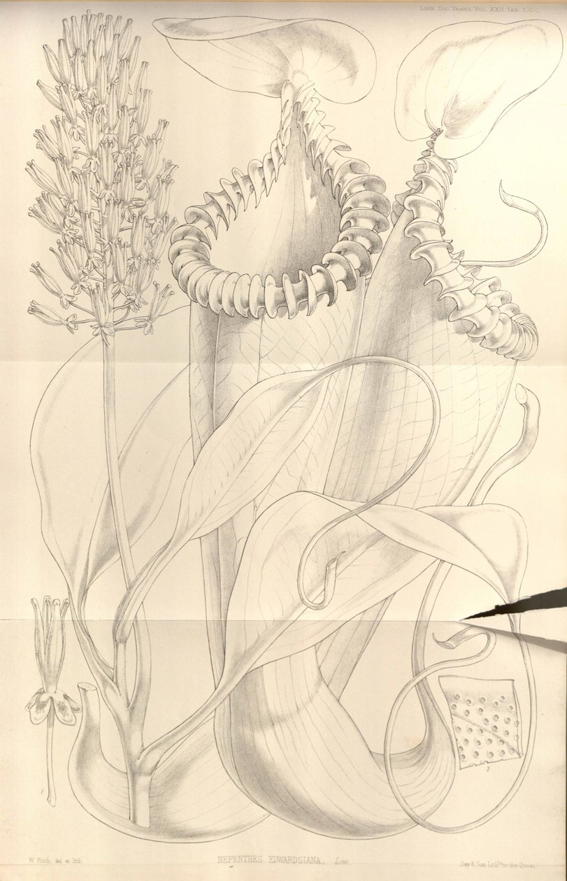 Nepenthes edwardsiana julkaisusta Transactions of the Linnean Society of London, voi. 22 tekijältä W.H. Fitch
