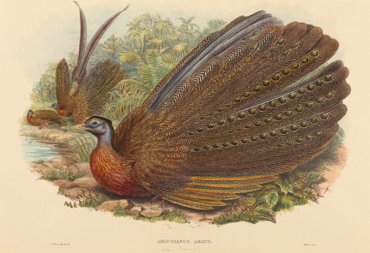 Argus-fasaani (Argusianus Argus) tekijältä W. Hart