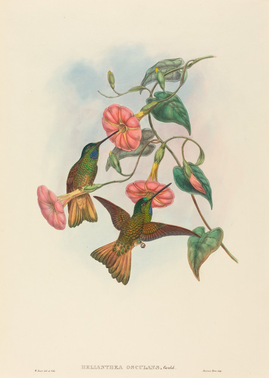 Helianthea osculans (Buff-tailed Star-Frontlet) tekijältä W. Hart