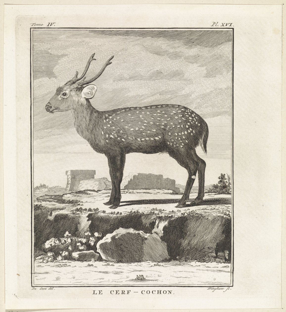 Hert Le Cerf-Cochon (otsikko esineessä) tekijältä W. Tringham