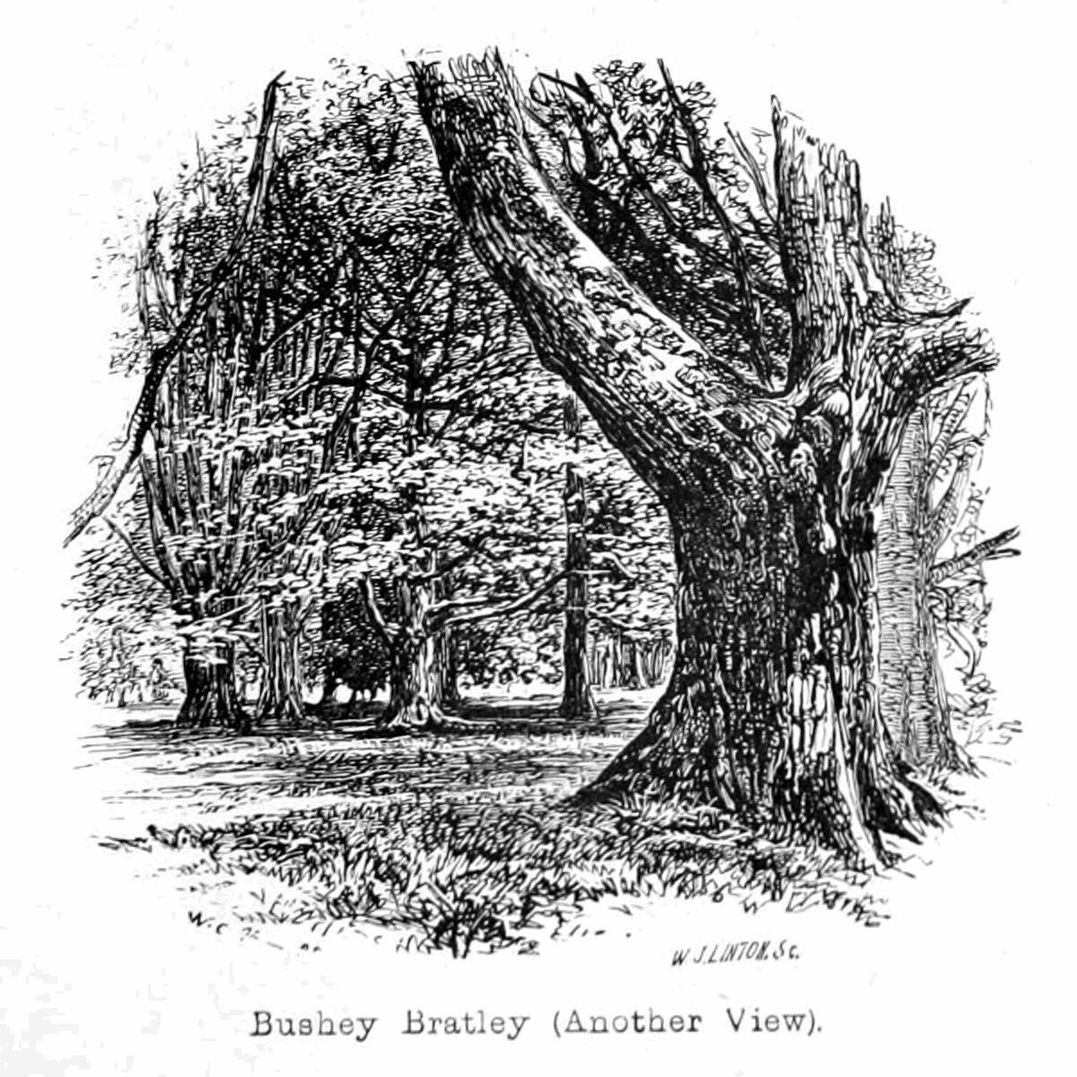 Bushey Bratley tekijältä Walter Crane