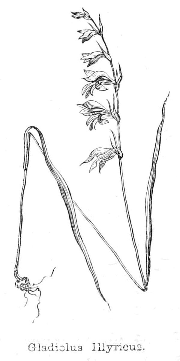 Gladiolus Illyricus tekijältä Walter Crane