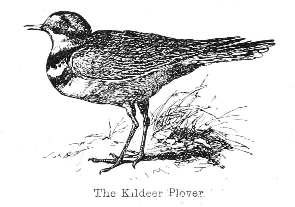 Kildeer Plover tekijältä Walter Crane