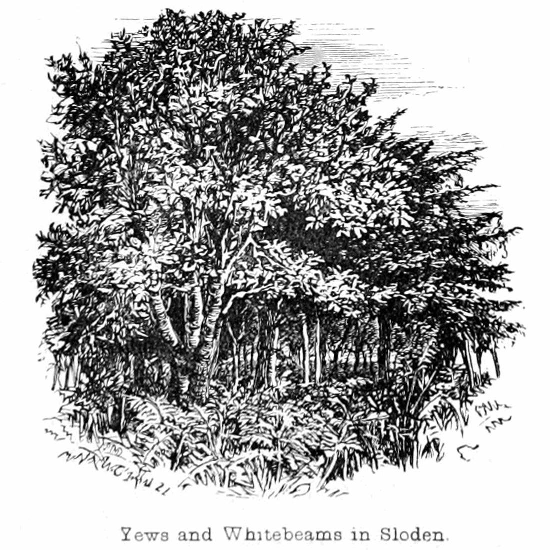 Yews and Whitebeams in Sloden tekijältä Walter Crane