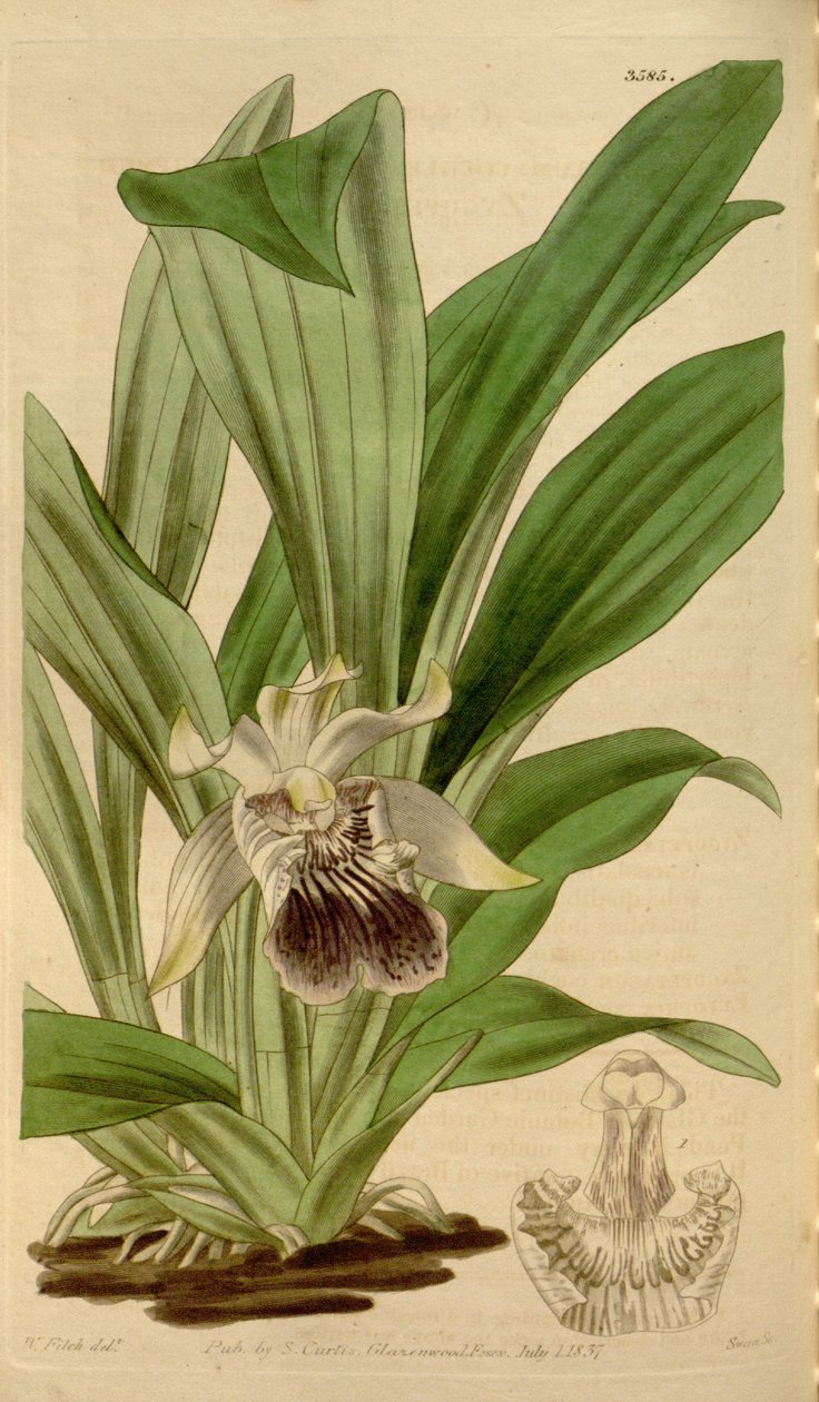 Kuva Cochleanthes flabelliformis (syn. Zygopetalum cochleare) tekijältä Walter Hood Fitch