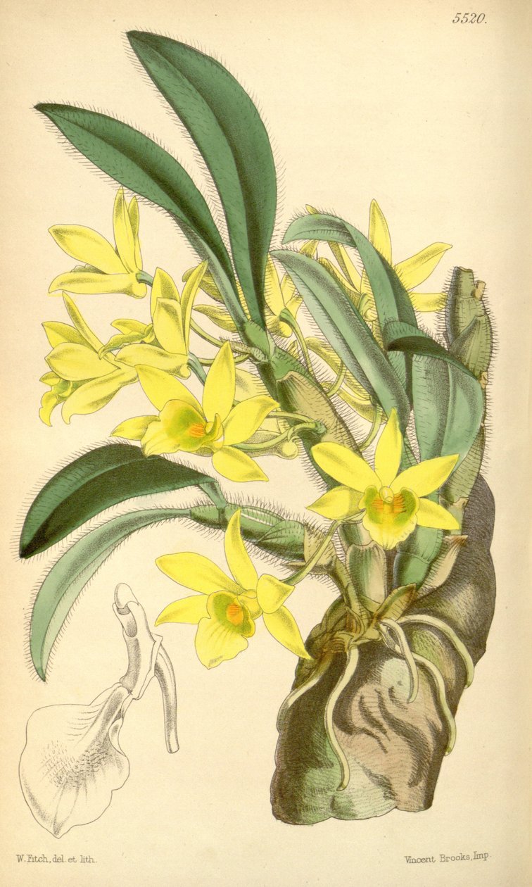 Kuva Dendrobium senile tekijältä Walter Hood Fitch