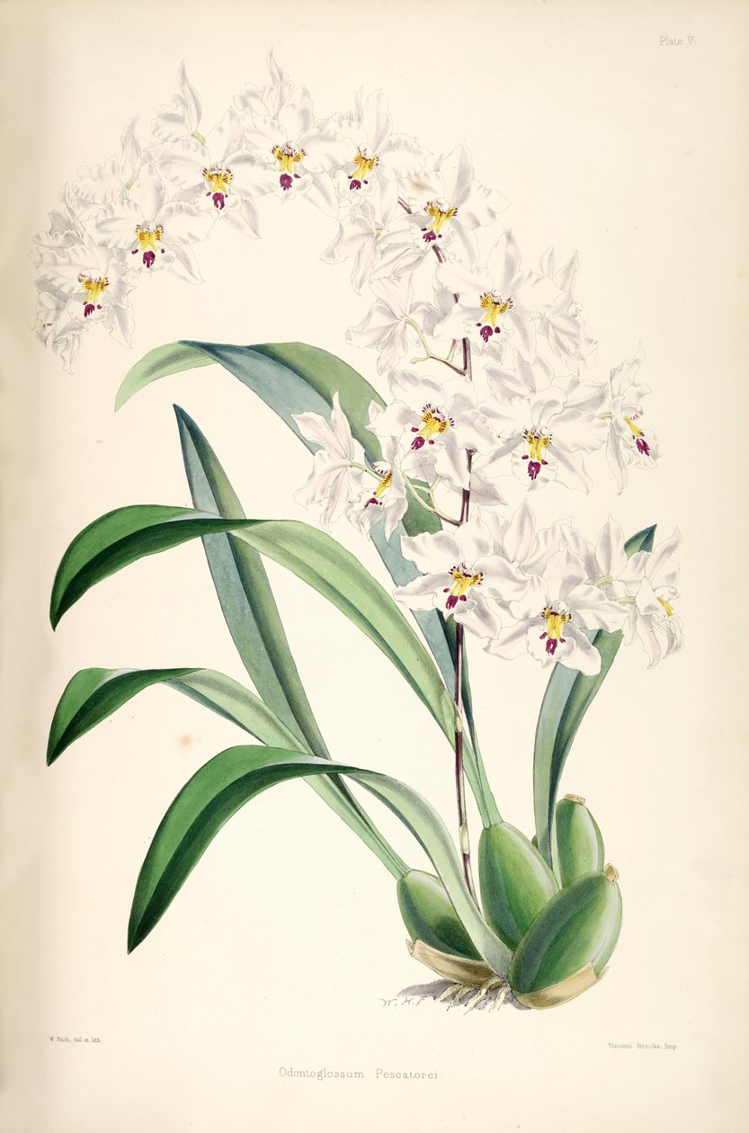 Kuva Odontoglossum nobile (syn. Odontoglossum pescatorei) tekijältä James Bateman