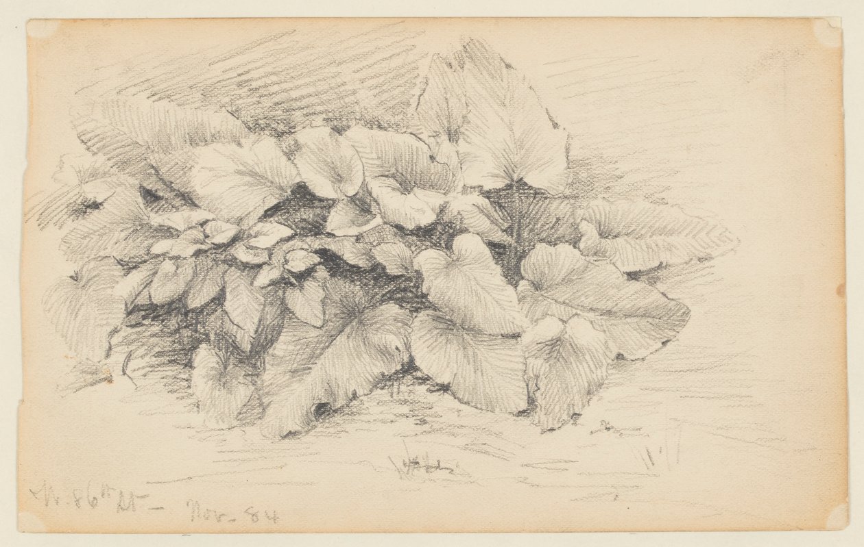 Study of a Plant, West 86th Street tekijältä Walter Clark