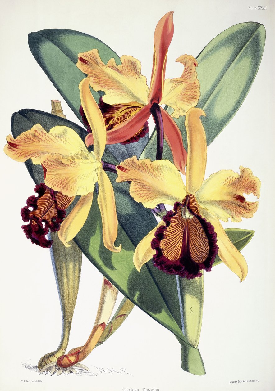 Cattleya Dowiana, n. 1862-1877 tekijältä Walter Hood Fitch