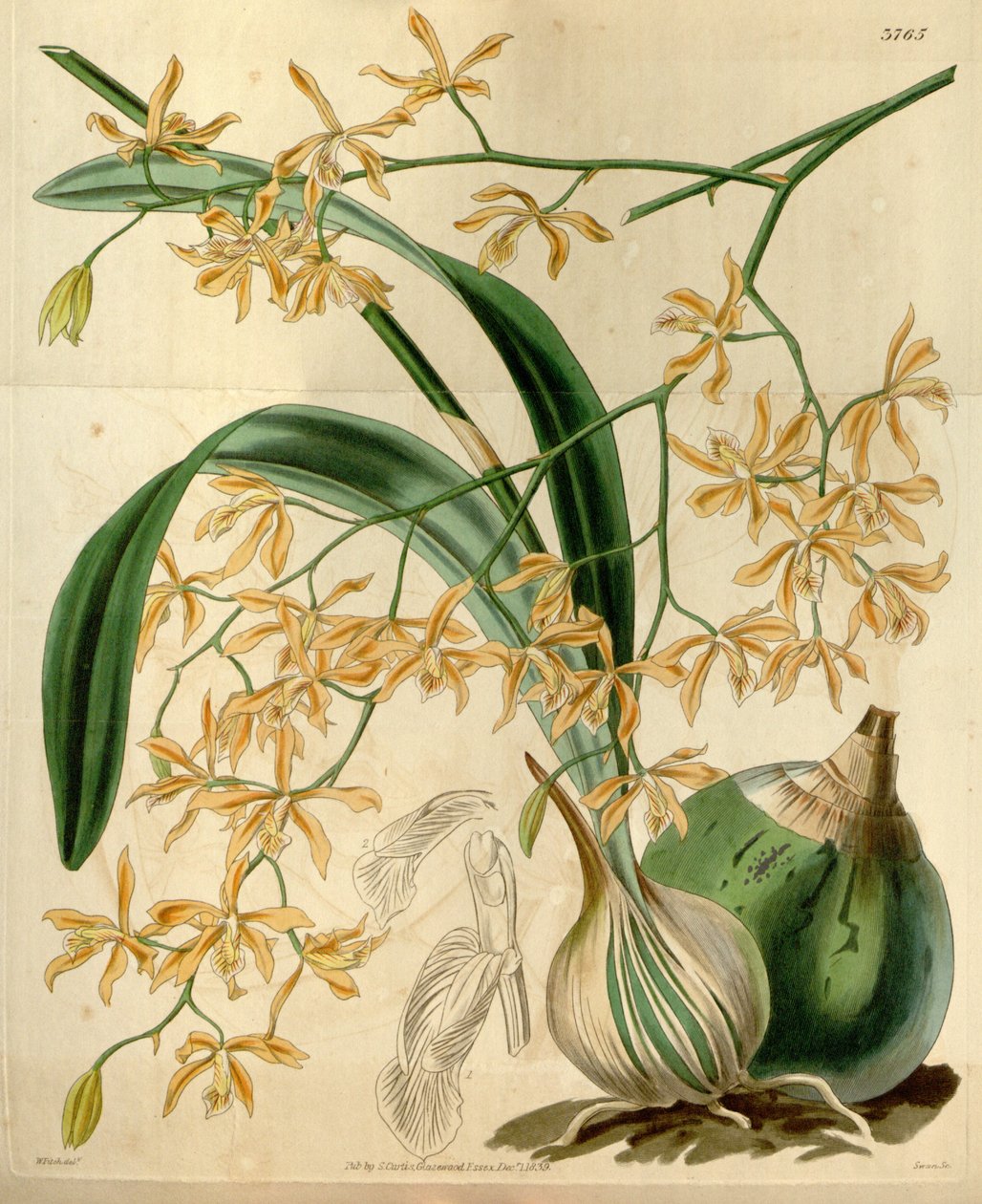 Encyclia candollei tekijältä Walter Hood Fitch