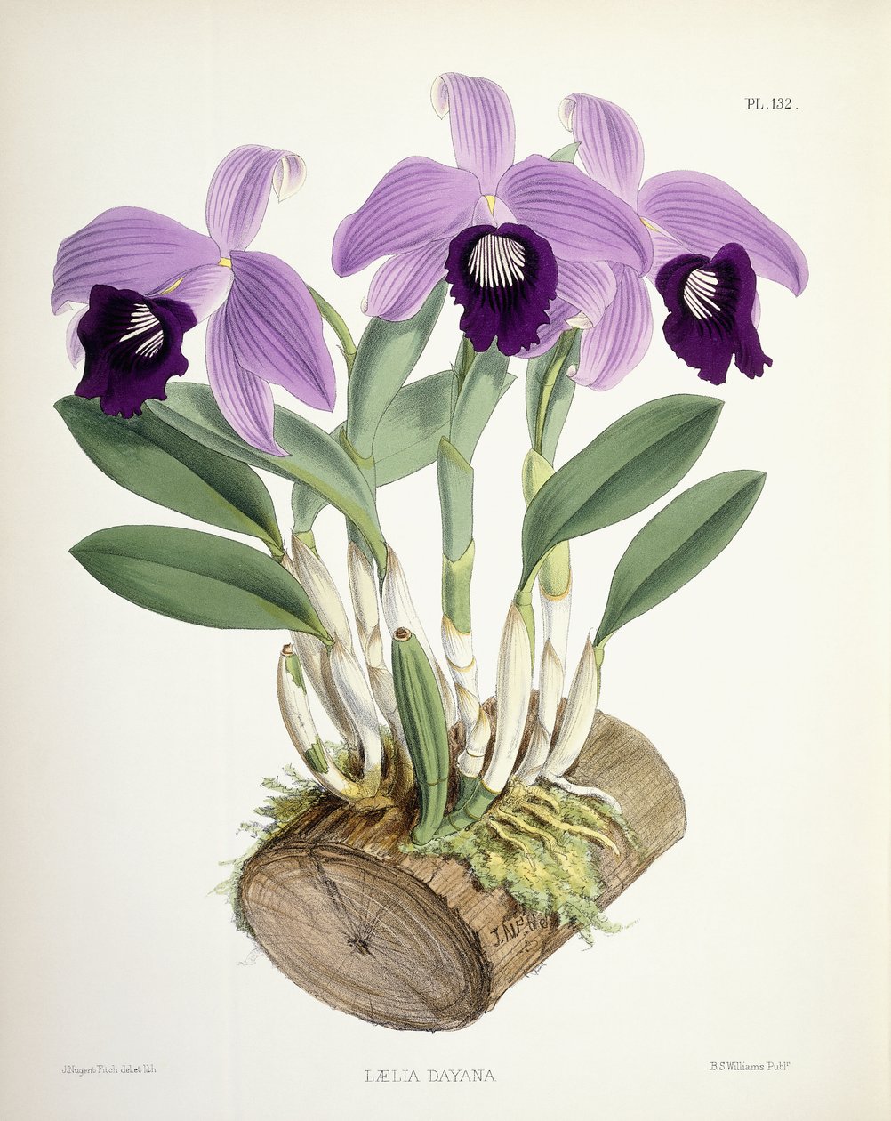 Laelia Dayana, n. 1882-1897 tekijältä Walter Hood Fitch
