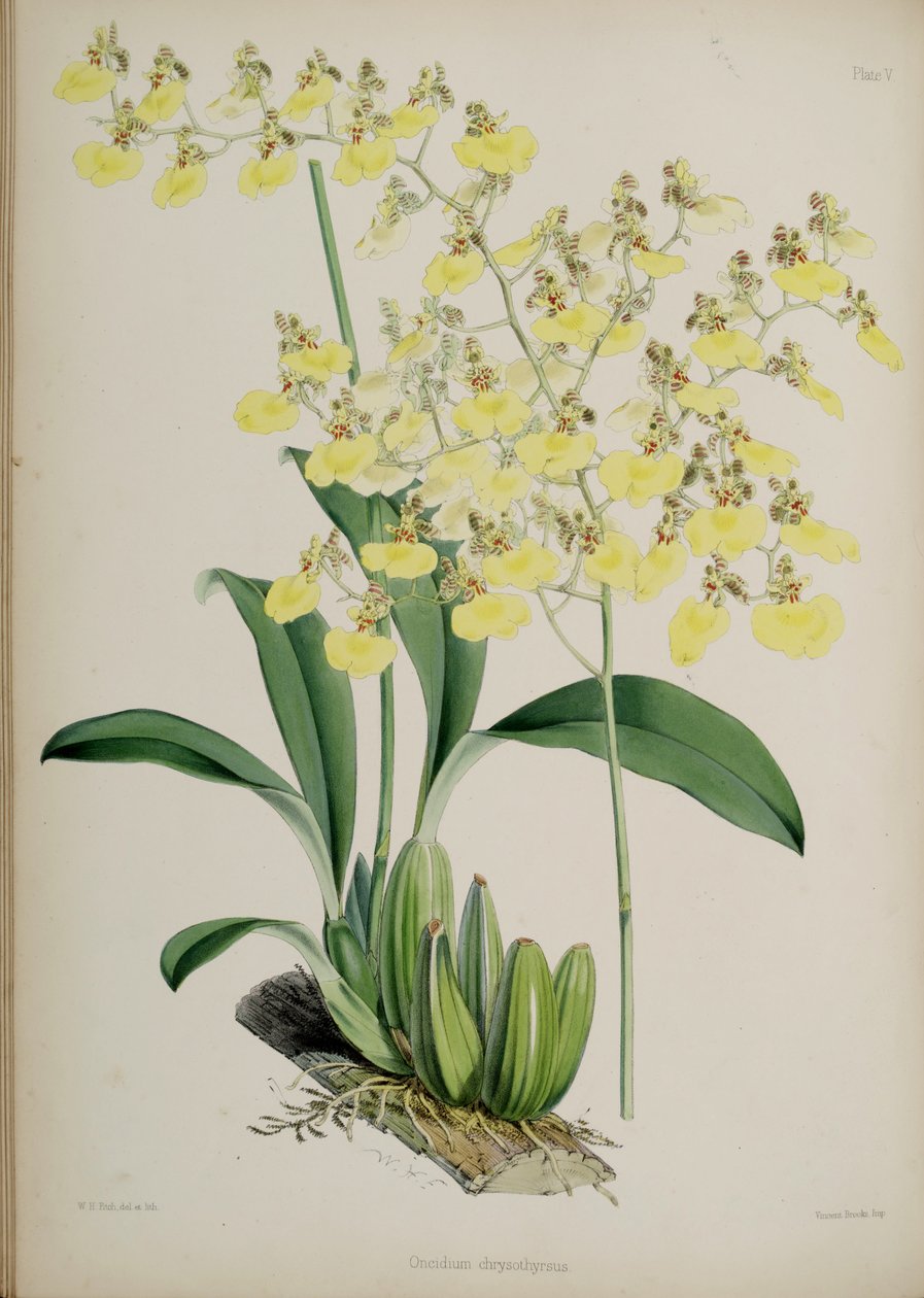 Oncidium bifolium tekijältä Walter Hood Fitch