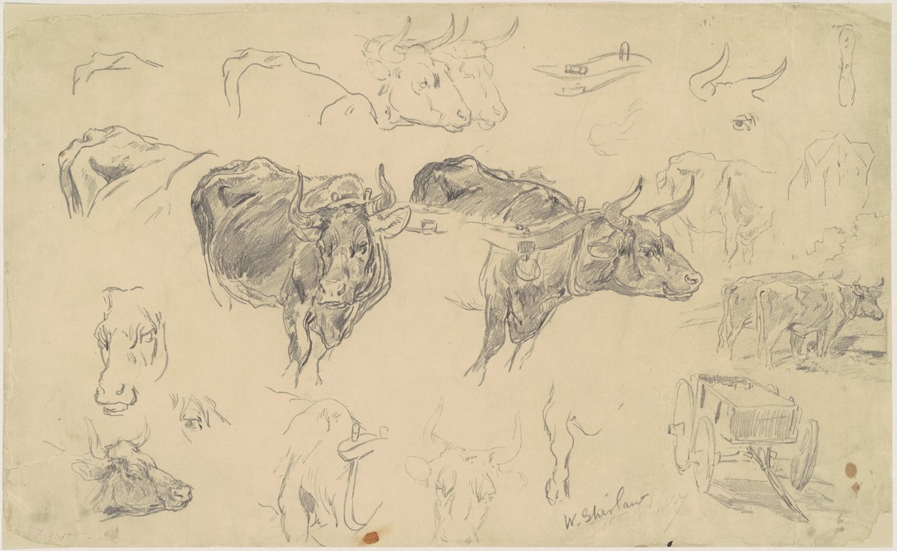 Oxen-tutkimukset tekijältä Walter Shirlaw