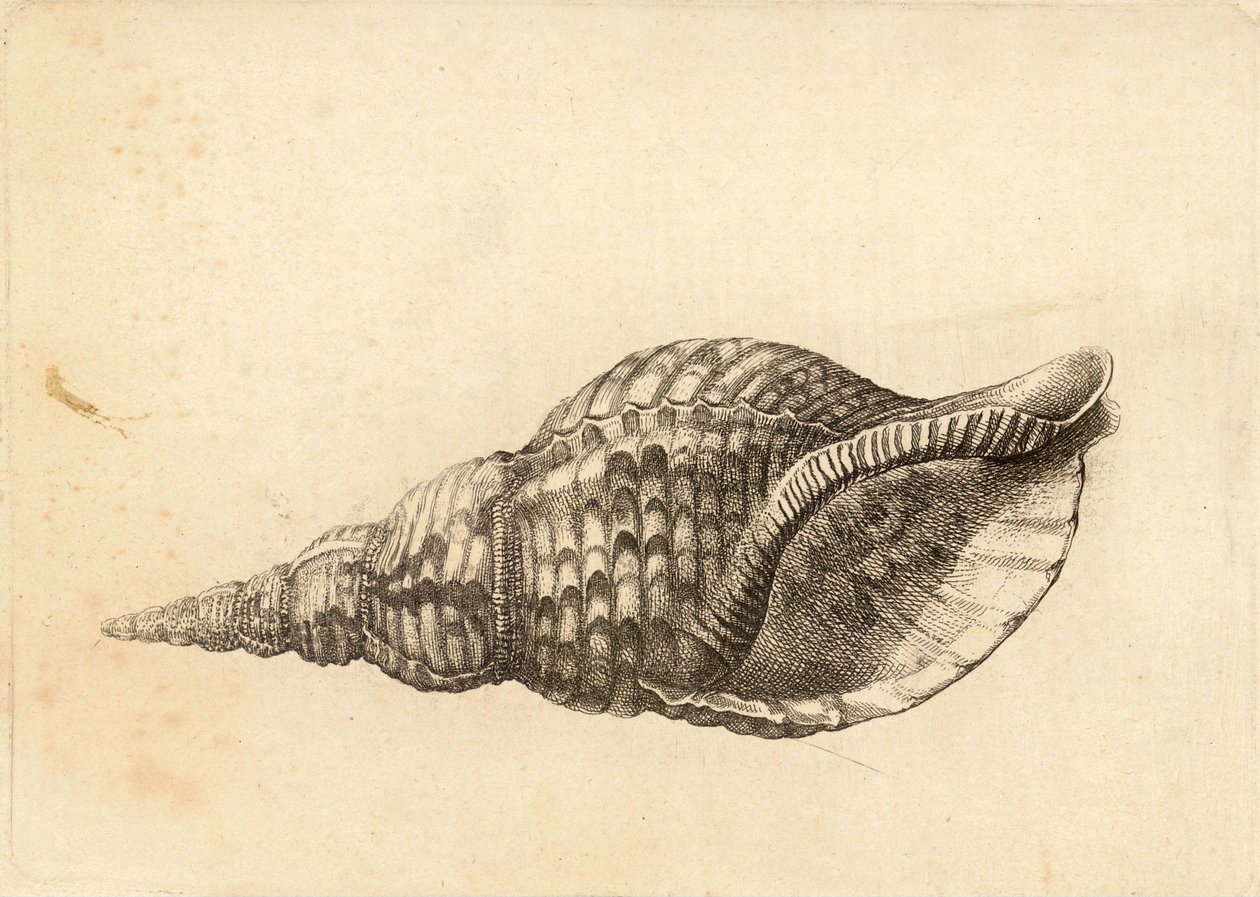 Charonia tritonis tekijältä Wenceslaus Hollar