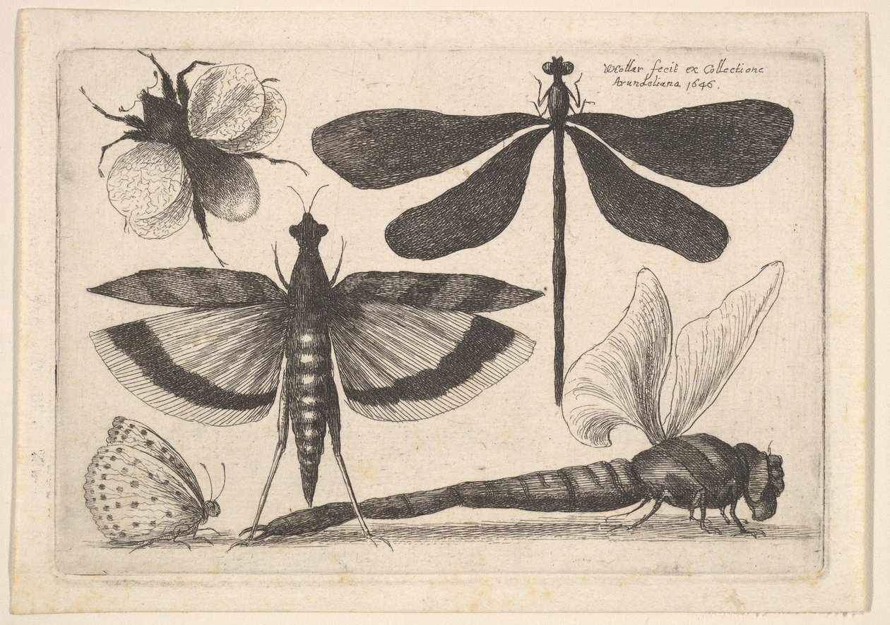 Sudenkorennot ja kimalainen, 1646. tekijältä Wenceslaus Hollar