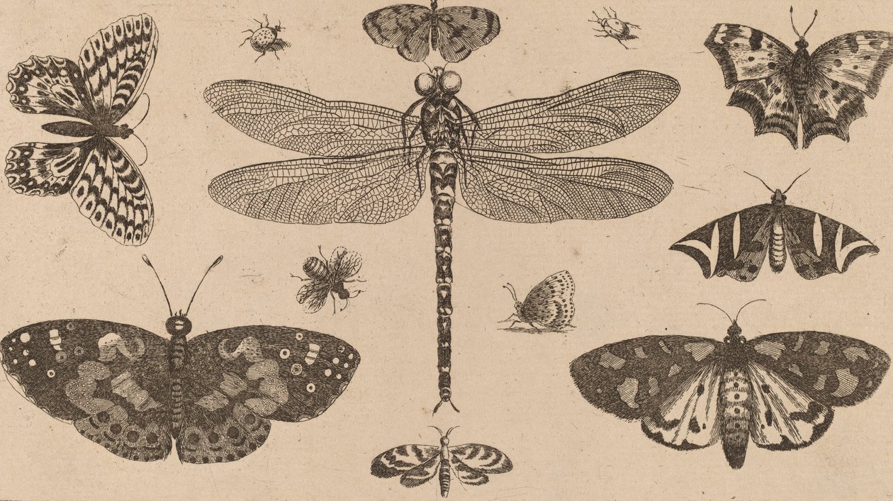 Sudenkorento, leppäkerttu ja perhoset. tekijältä Wenceslaus Hollar