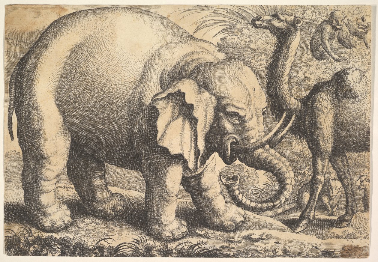 Elefantti ja kameli, 1600-luku. tekijältä Wenceslaus Hollar