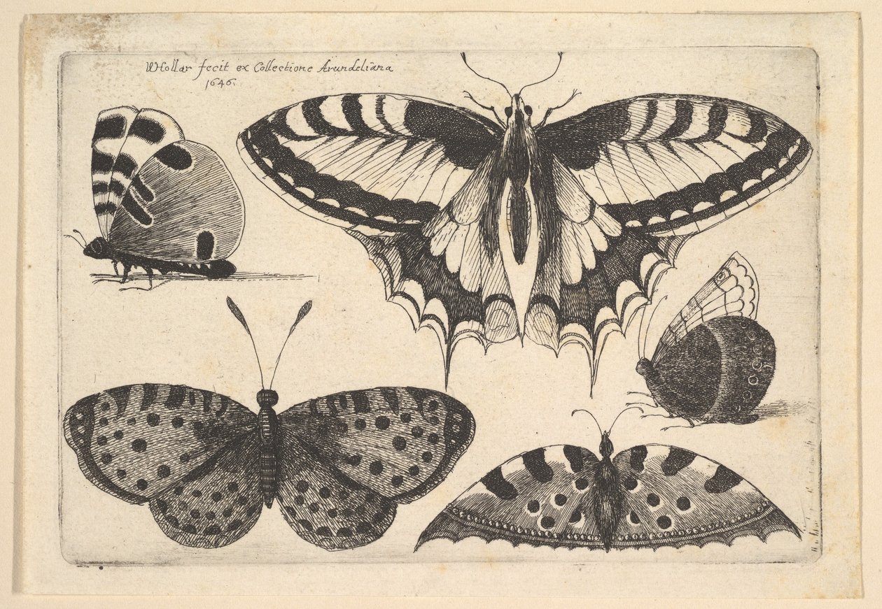 Viisi perhosta, 1646. tekijältä Wenceslaus Hollar