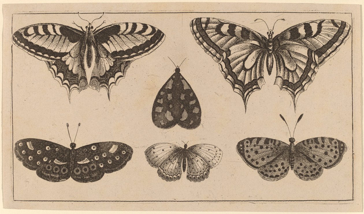 Viisi perhosta ja koi tekijältä Wenceslaus Hollar