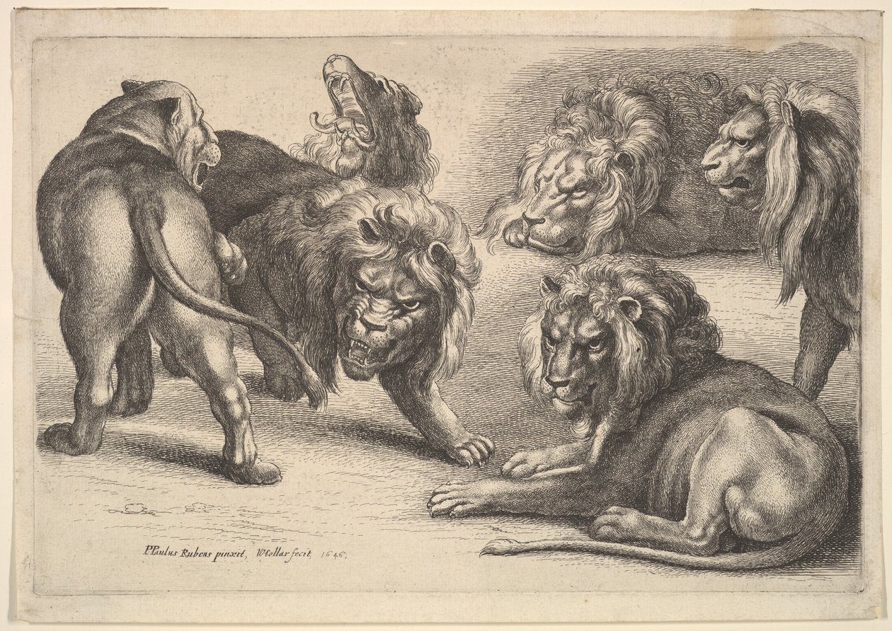Viisi leijonaa ja lioness, 1646. tekijältä Wenceslaus Hollar
