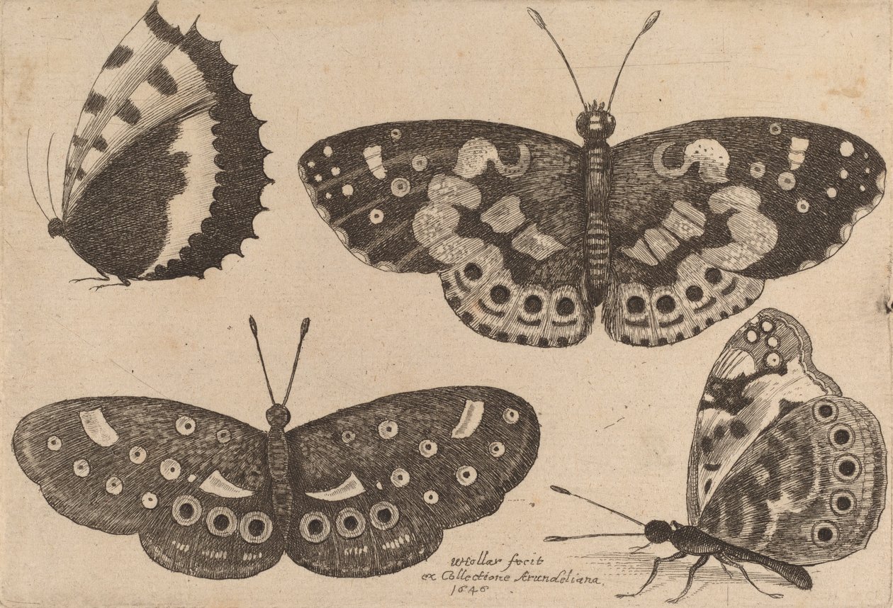 Neljä perhosta, 1646. tekijältä Wenceslaus Hollar