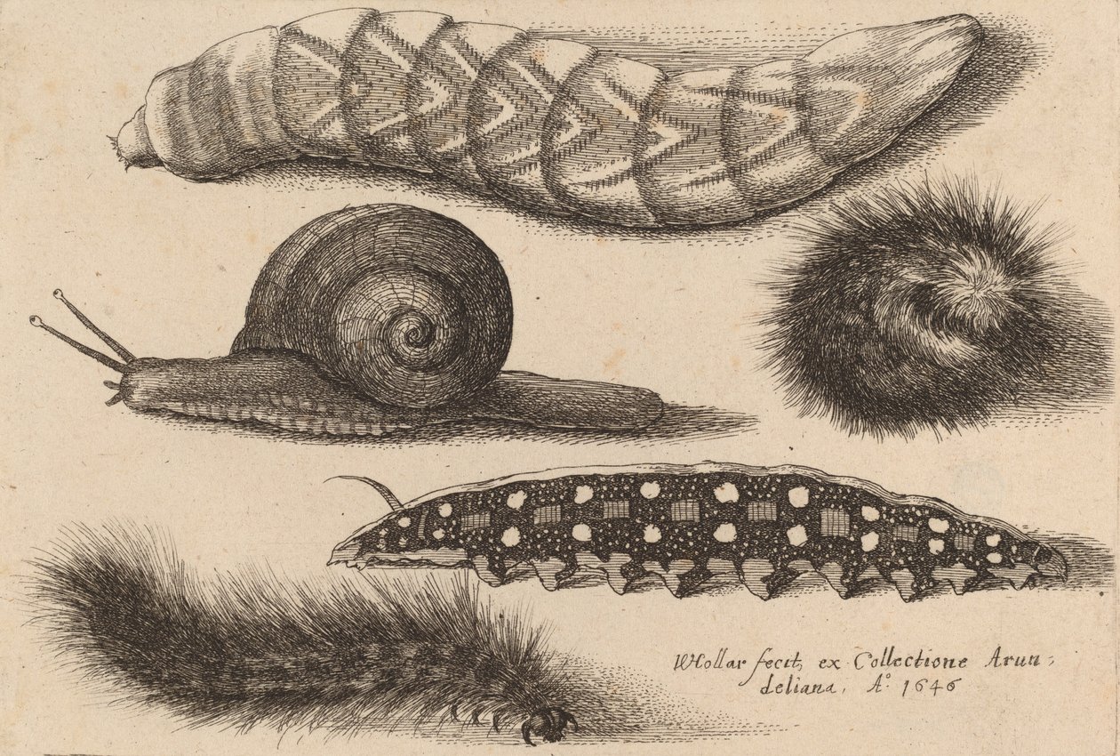 Neljä toukkaa ja etana, 1646. tekijältä Wenceslaus Hollar