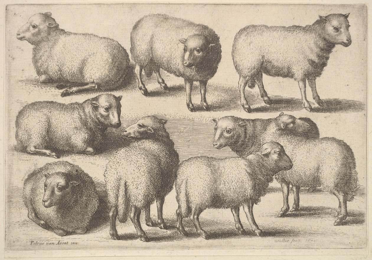 Yhdeksän lammasta, 1646. tekijältä Wenceslaus Hollar