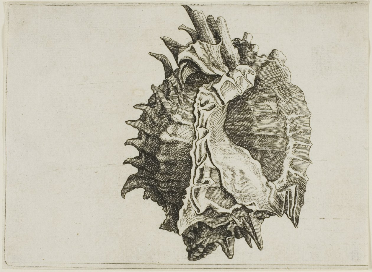 Pink-Mouth Murex (phyllonotus erythrostomus) tekijältä Wenceslaus Hollar