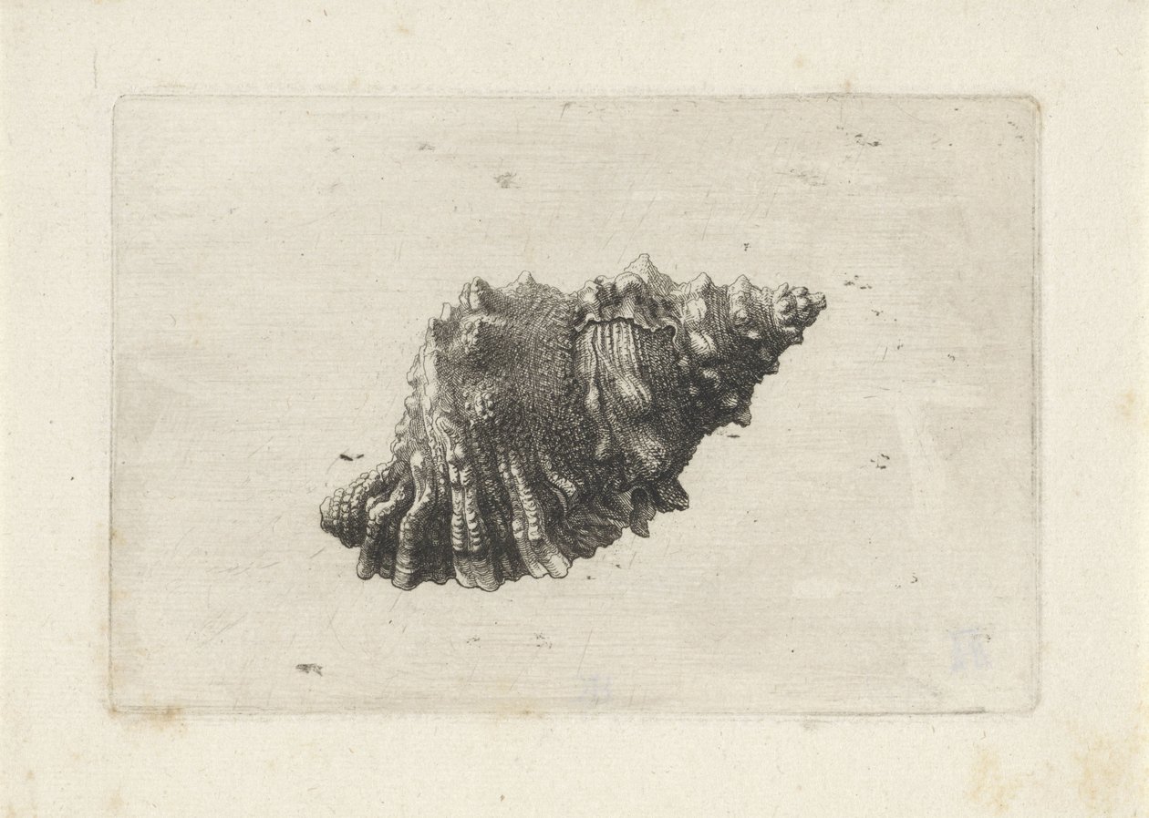 Kuori, bursa rubeta Shells (sarjan nimi) tekijältä Wenceslaus Hollar