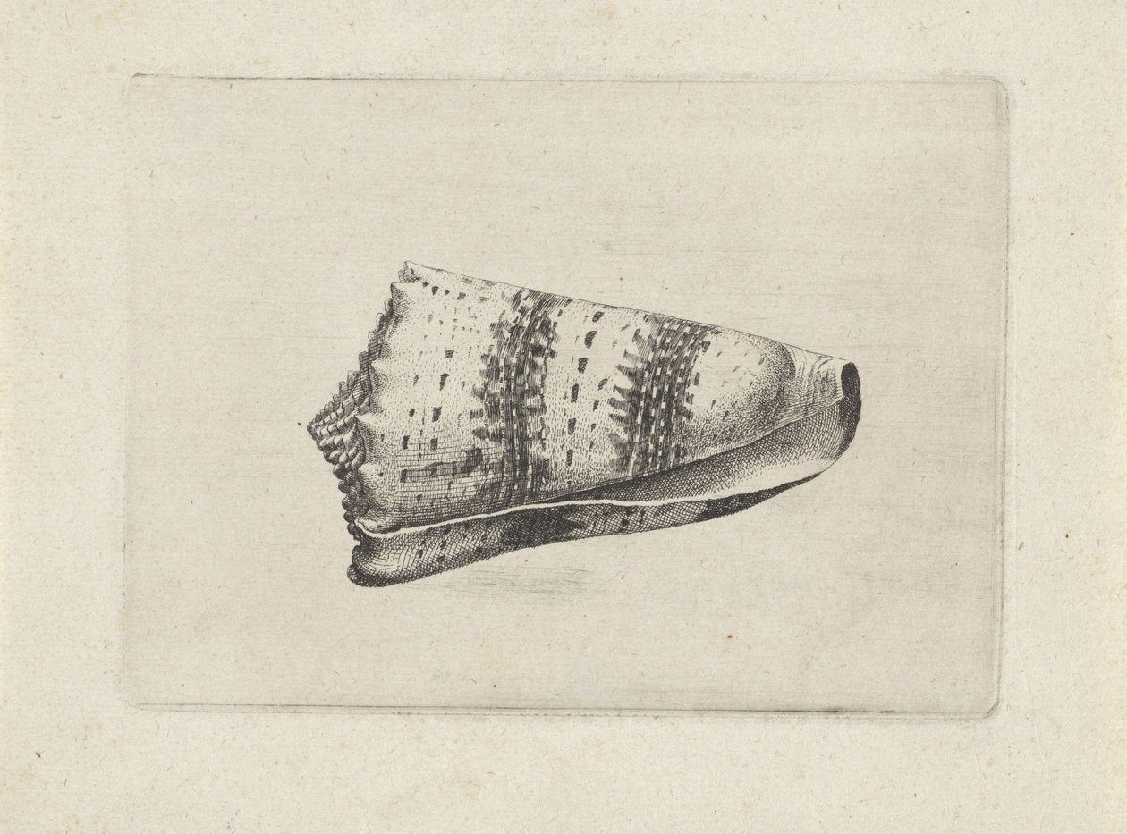 Shell, cone imperialis Shells (sarjan nimi) tekijältä Wenceslaus Hollar