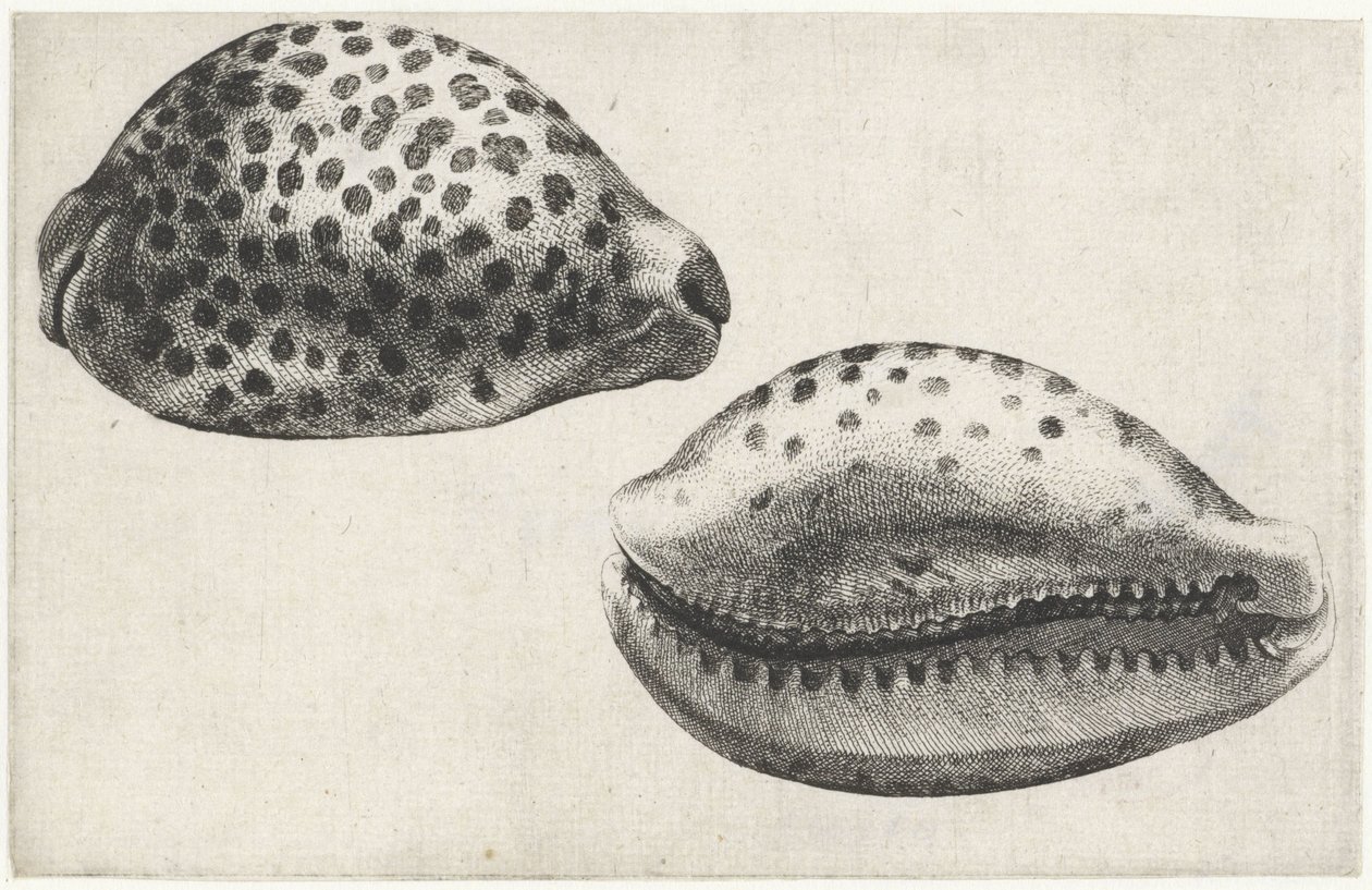 Kuori, cypraea tigris Shells (sarjan nimi) tekijältä Wenceslaus Hollar