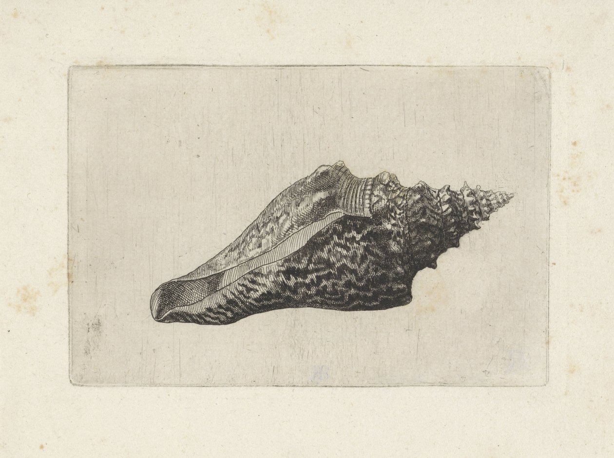 Kuori, hemifusus ternatanus Shells (sarjan nimi) tekijältä Wenceslaus Hollar