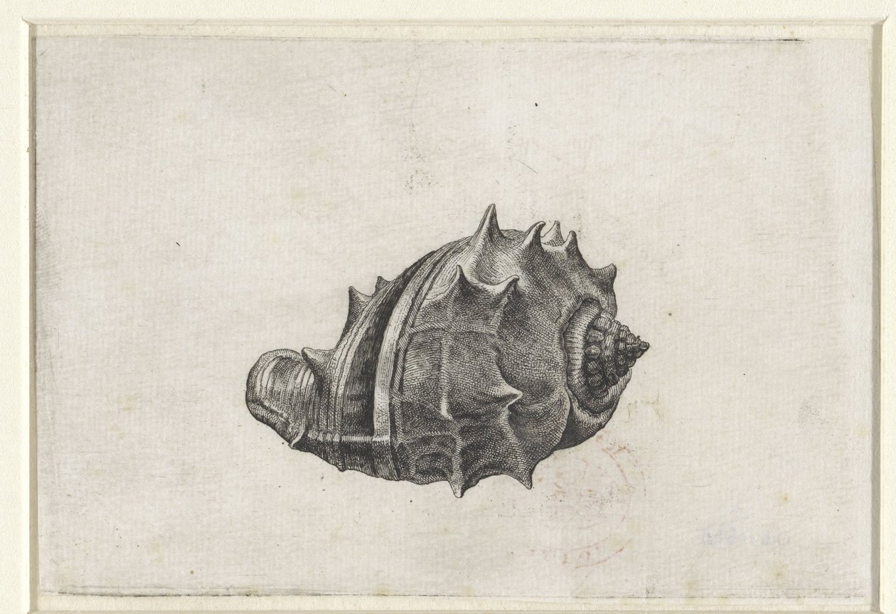 Kuori, melongena melongena Shells (sarjan nimi) tekijältä Wenceslaus Hollar