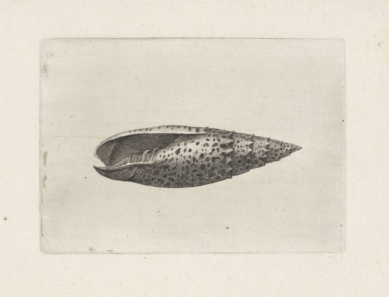 Kuori, mitra papalis Shells (sarjan nimi) tekijältä Wenceslaus Hollar