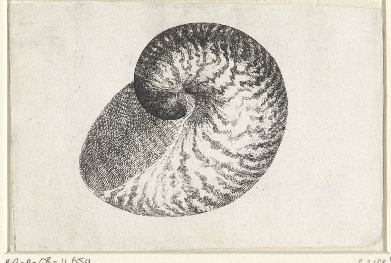 Kuori, nautilus pompilius Shells (sarjan nimi) tekijältä Wenceslaus Hollar