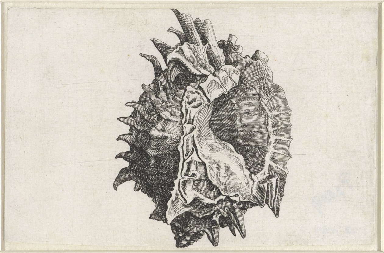 Kuori, phyllonotus erythrostomus Shells (sarjan nimi) tekijältä Wenceslaus Hollar