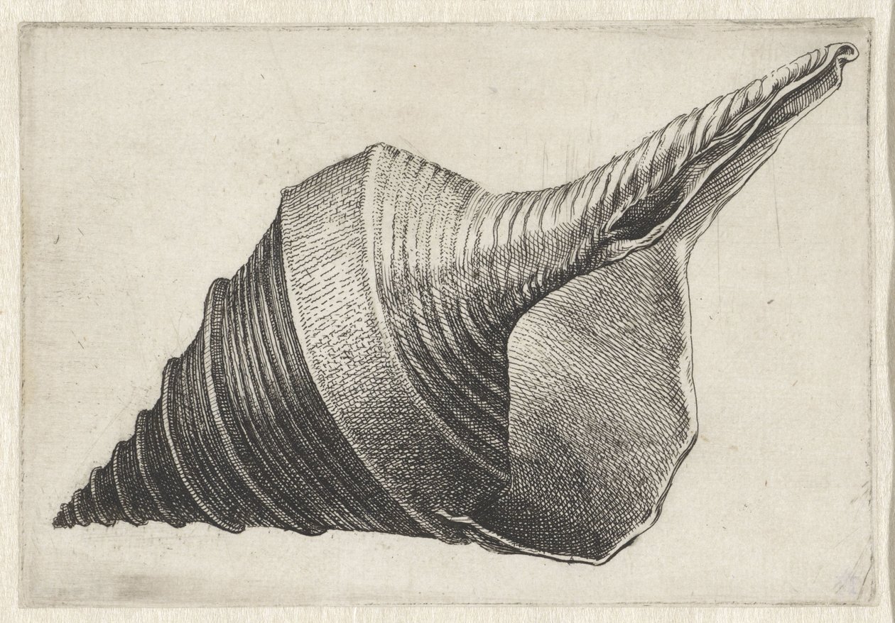 Kuori, syrinx aruanus Shells (sarjan nimi) tekijältä Wenceslaus Hollar