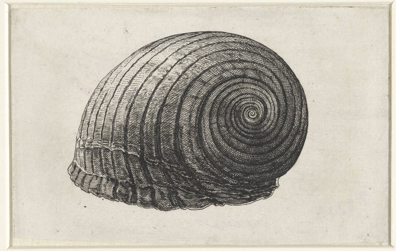 Kuori, tonna galea Shells (sarjan nimi) tekijältä Wenceslaus Hollar