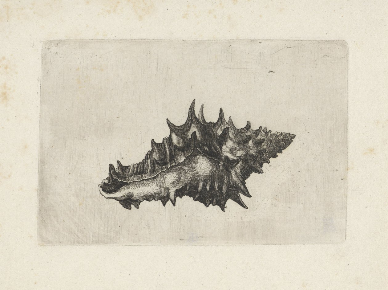 Kuori, vasum ceramicum Shells (sarjan nimi) tekijältä Wenceslaus Hollar