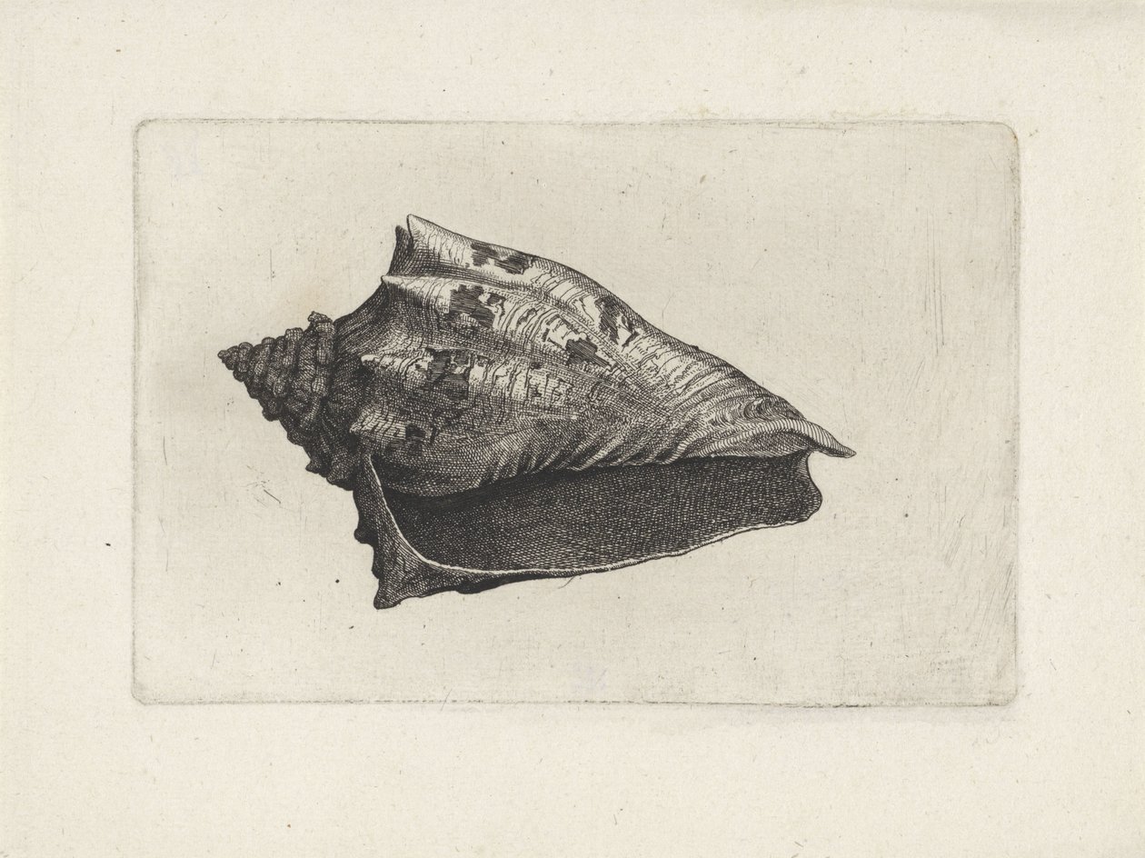 Kuori, voluta ebraea Shells (sarjan nimi) tekijältä Wenceslaus Hollar