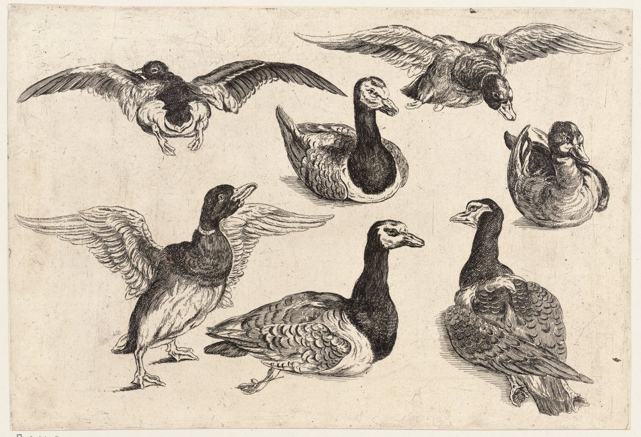 Seitsemän ankkaa tekijältä Wenceslaus Hollar