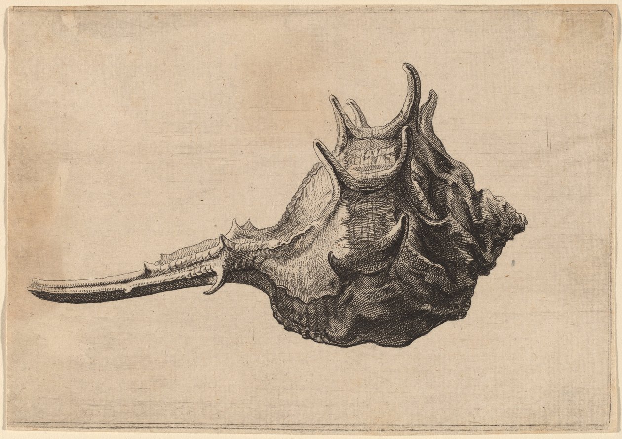 Shell (Murex brandaris) tekijältä Wenceslaus Hollar